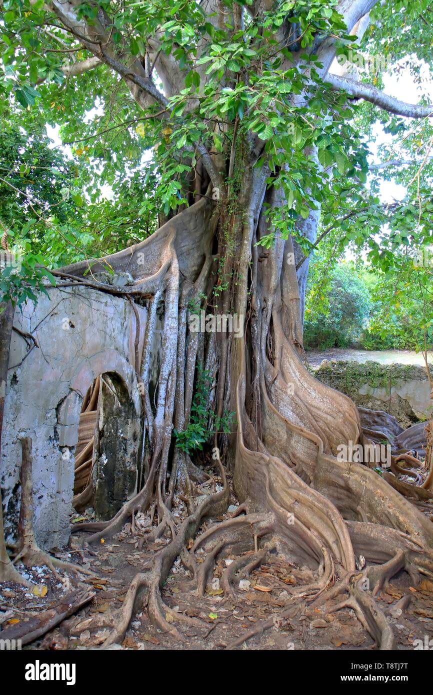 Big fig tree invading ancient slaves' jail in Petit-Canal, Guadeloupe, Caribbean islands, France Stock Photo