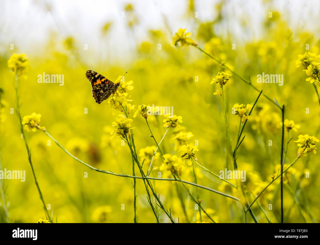 Single bright orange painted lady butterfly in field of yellow mustard wildflowers. Stock Photo