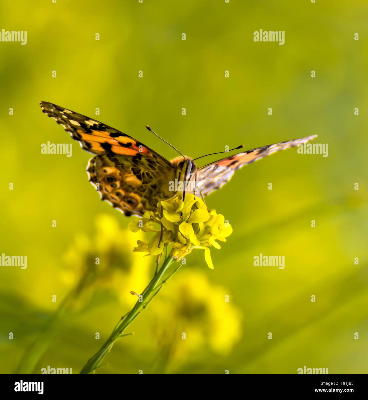 Face first close up on bright orange painted lady butterfly sitting on yellow mustard wildflower with flowers in background. Stock Photo