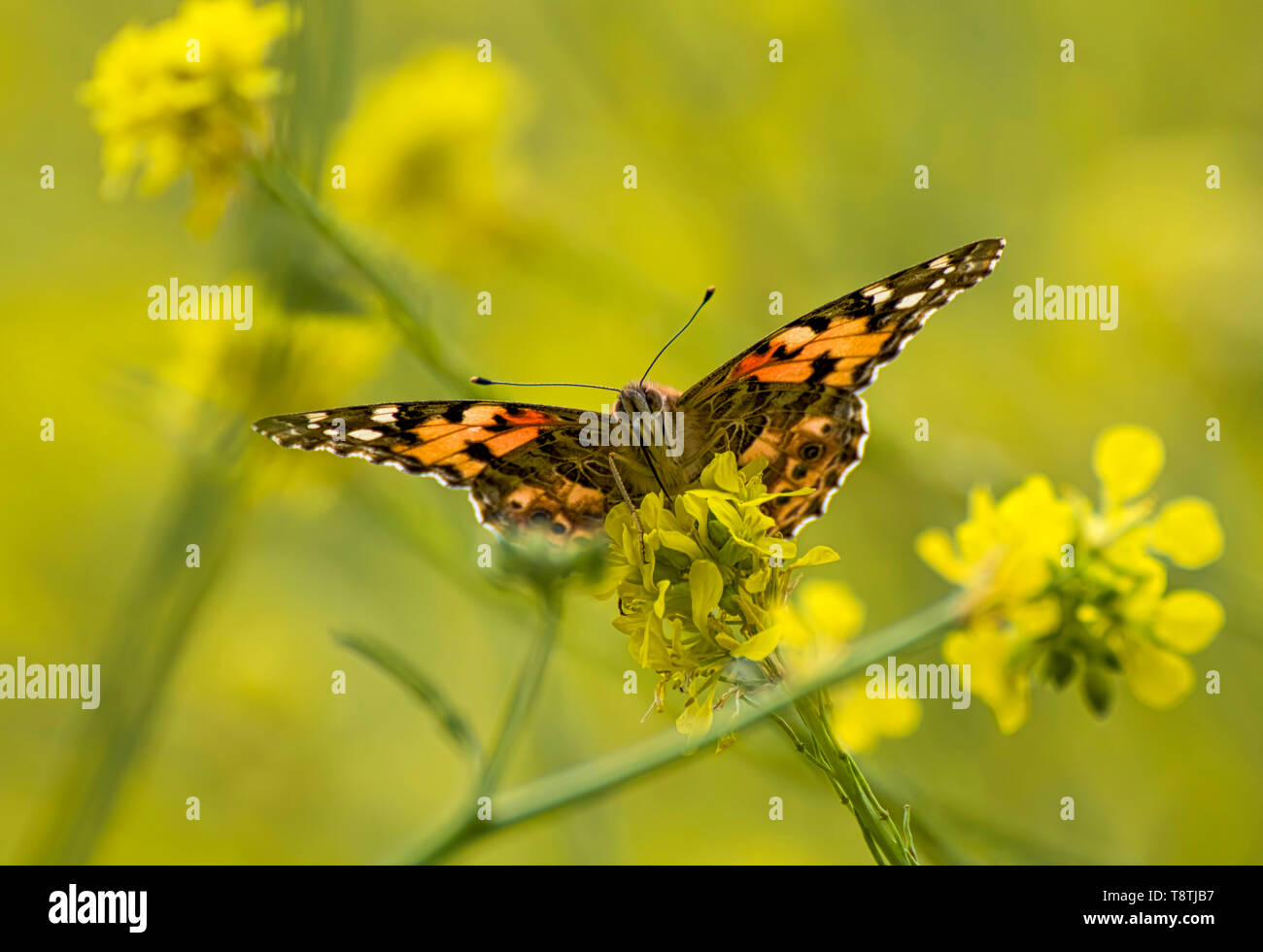 Close up look at painted lady bright orange butterfly with face eyes and proboscis sitting on yellow wild mistard flowers. Stock Photo