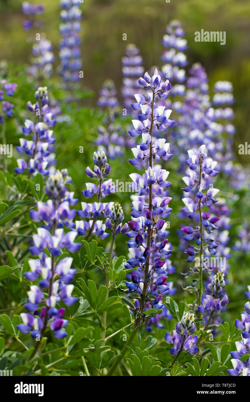 Close up side angle view purple and white lupine wildflowers blooming in California. Stock Photo