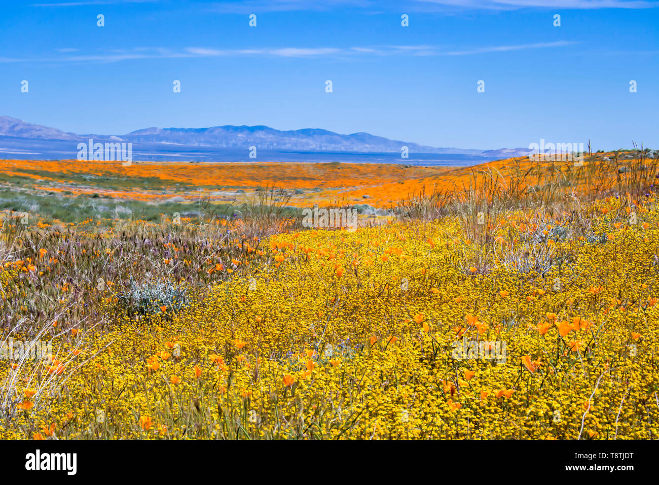 California desert landscape full of bright wildflowers in yellow orange green and purple. Stock Photo