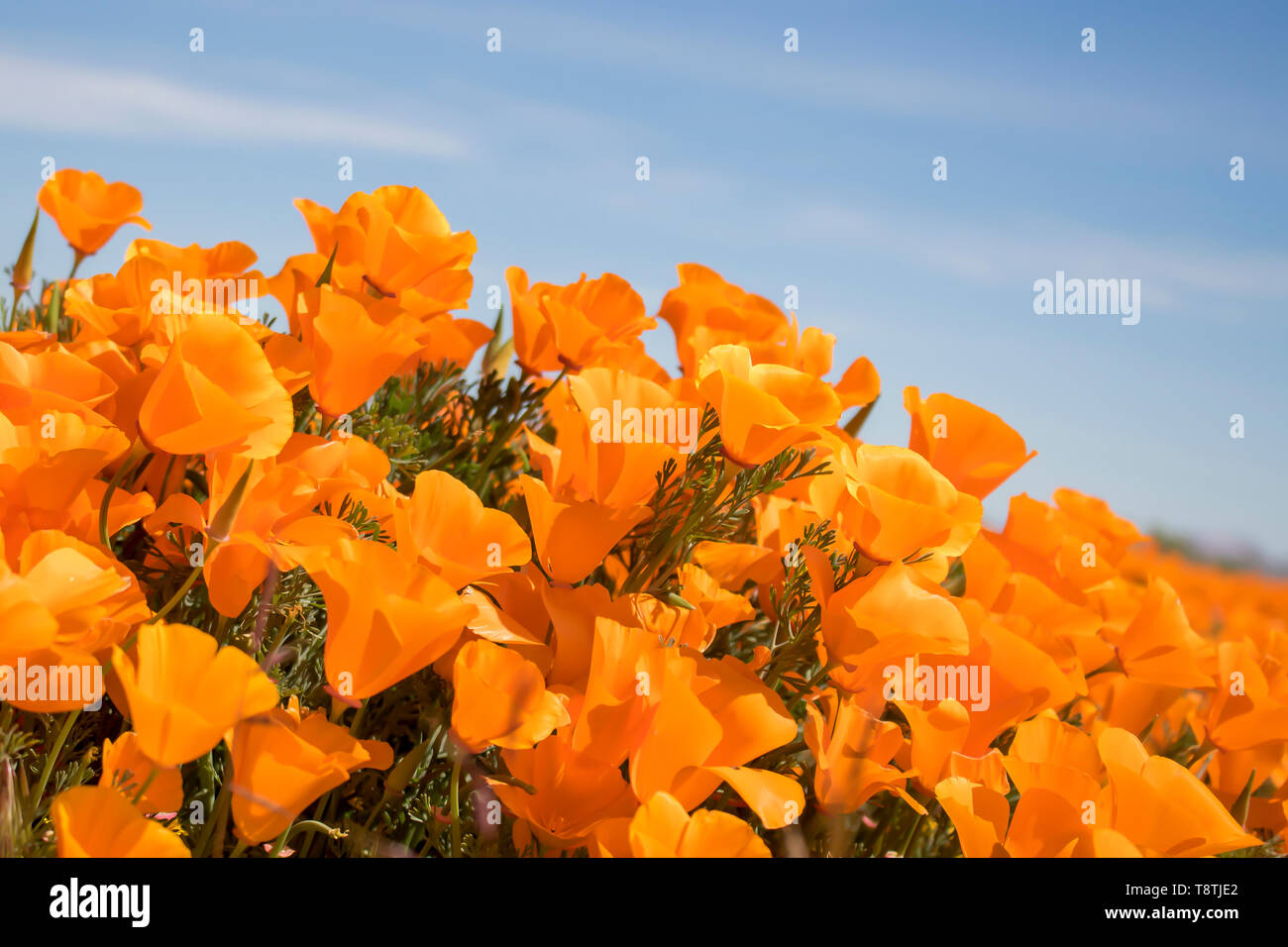 Vibrant orange California Poppy flowers blooming under blue sky in close up side angle view. Stock Photo