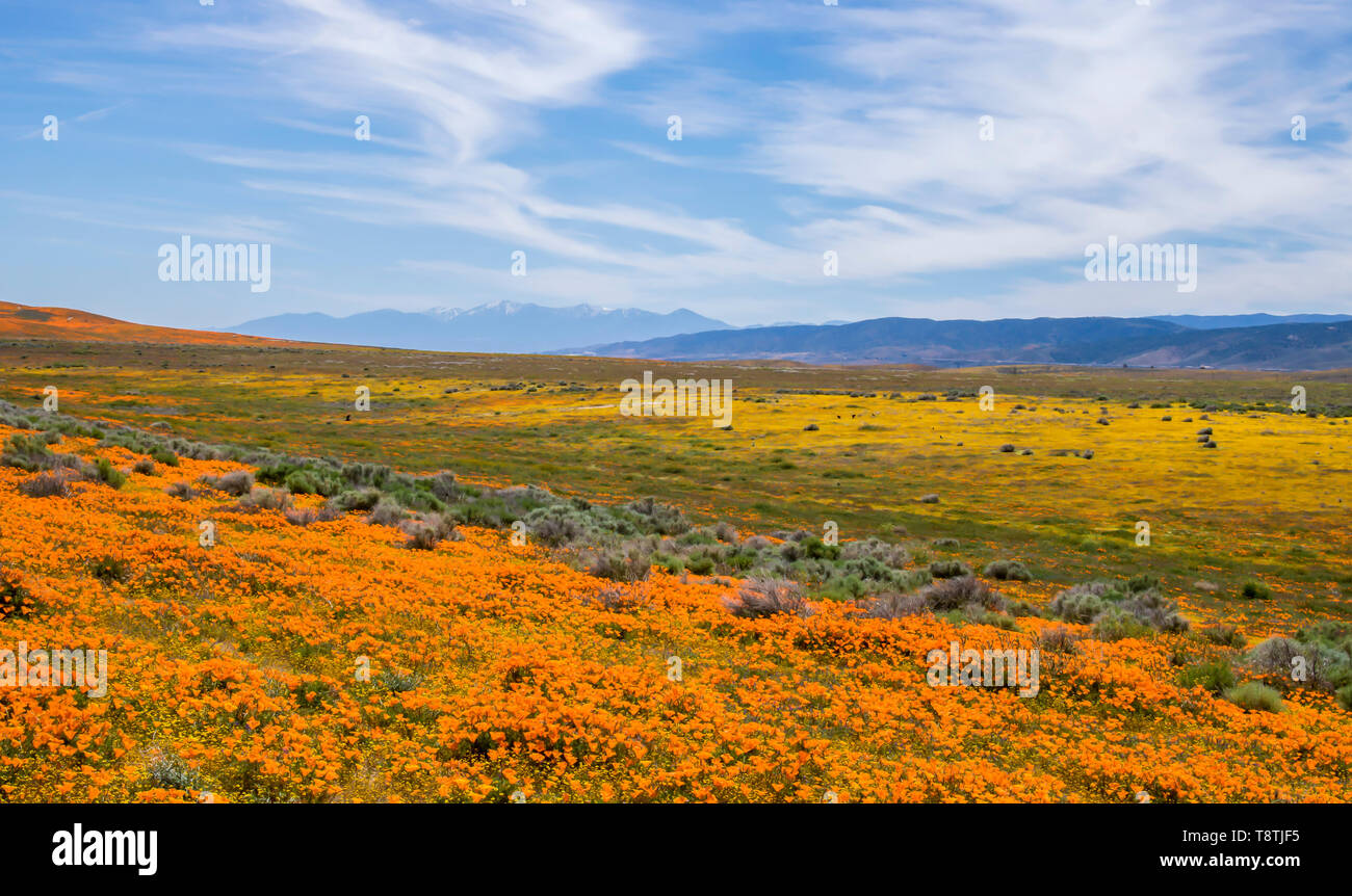 Layers of color in California desert with wildflowers in bloom and snow tipped hills in background under blue sky. Stock Photo