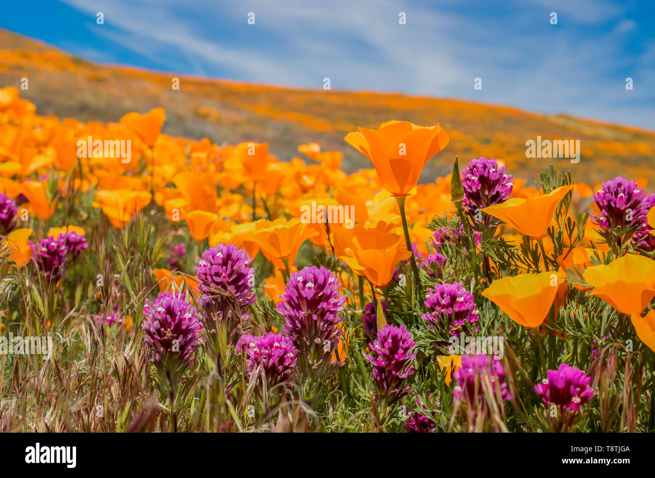 Close up field of bright orange poppies and purple owls clover wildflowers under blue sky. Stock Photo
