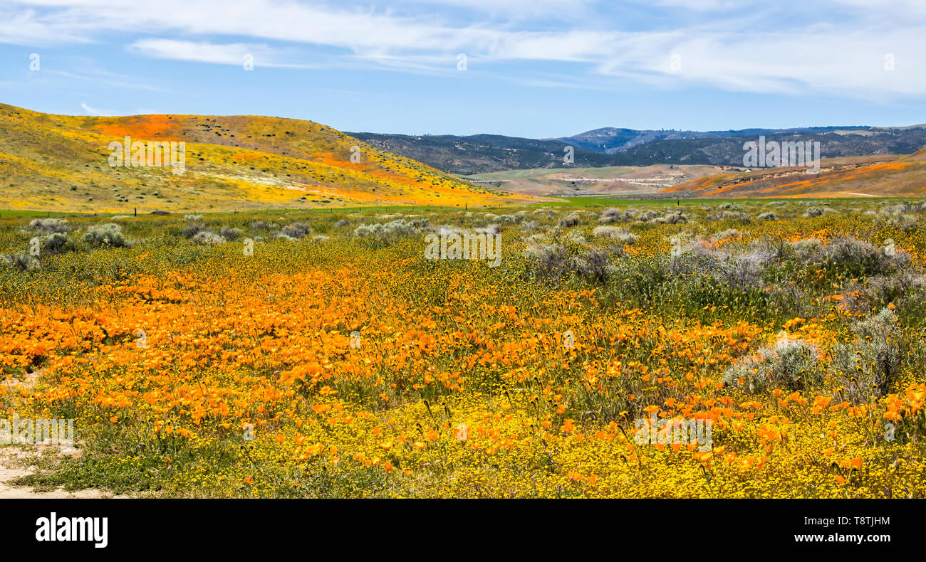 Vibrant California desert landscape filled with wildflowers in orange yellow and green with rolling hills in background under blue sky. Stock Photo