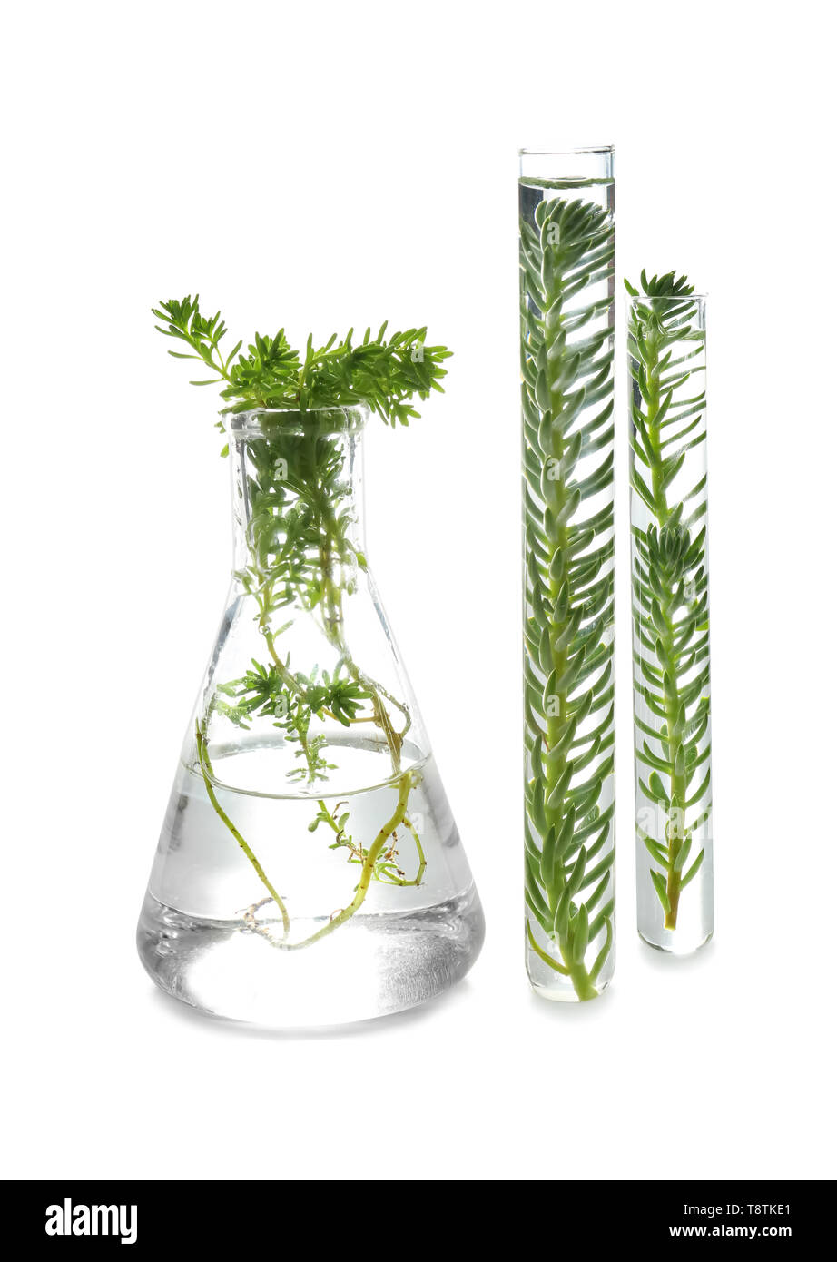 Test tubes and flask with plants on white background Stock Photo - Alamy