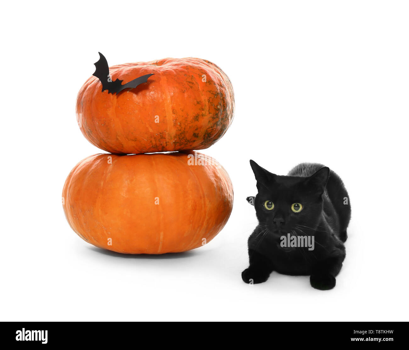 Cute black cat and Halloween pumpkins on white background Stock Photo ...