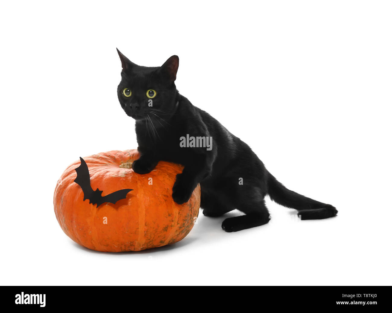 Cute black cat and Halloween pumpkin on white background Stock Photo ...