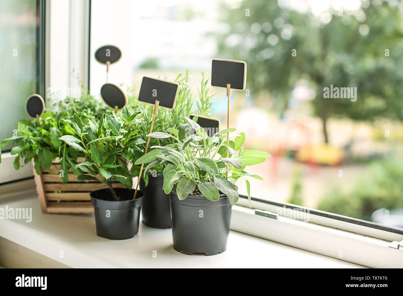 Pots With Fresh Aromatic Herbs On Windowsill Stock Photo