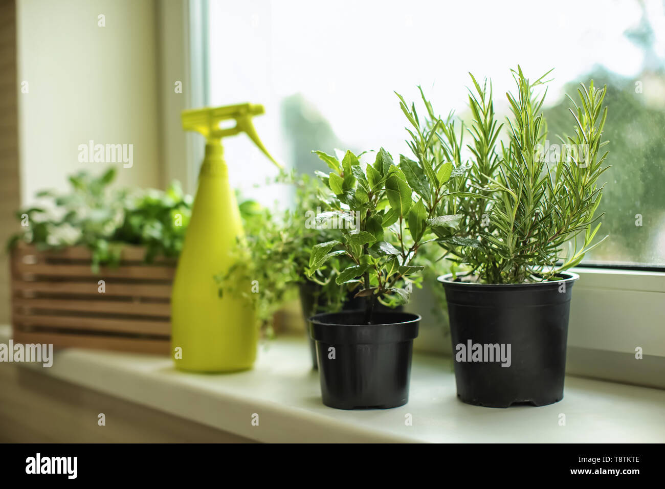 Pots With Fresh Aromatic Herbs On Windowsill Stock Photo