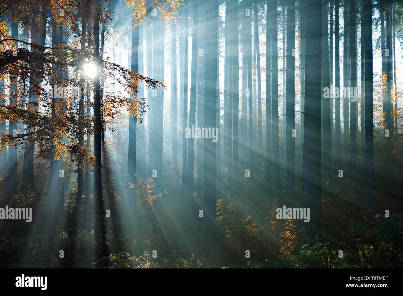 Sun rays shine between tree trunks in the autumn forest, mixed forest of spruce and beech, Mansfeld-Sudharz, Saxony-Anhalt, Germany Stock Photo