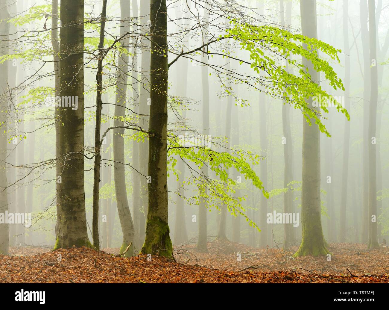 Beech forest in spring in dense fog, fresh green leaves, Kellerwald-Edersee nature park, Hesse, Germany Stock Photo