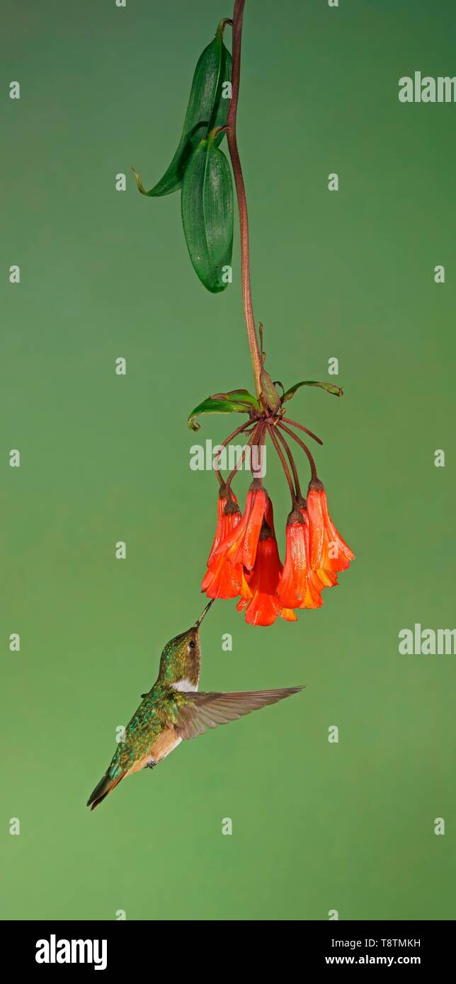 Volcanic elf (Selaphorus flammula) in flight, drinking nectar on a red flower, Costa Rica Stock Photo