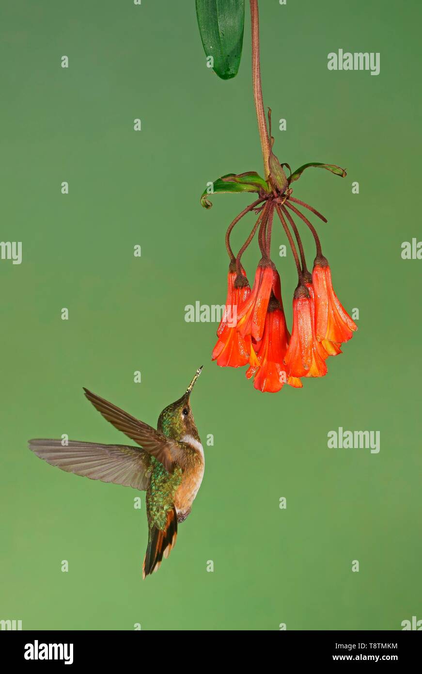 Volcanic elf (Selaphorus flammula) in flight, drinking nectar on a red flower, Costa Rica Stock Photo
