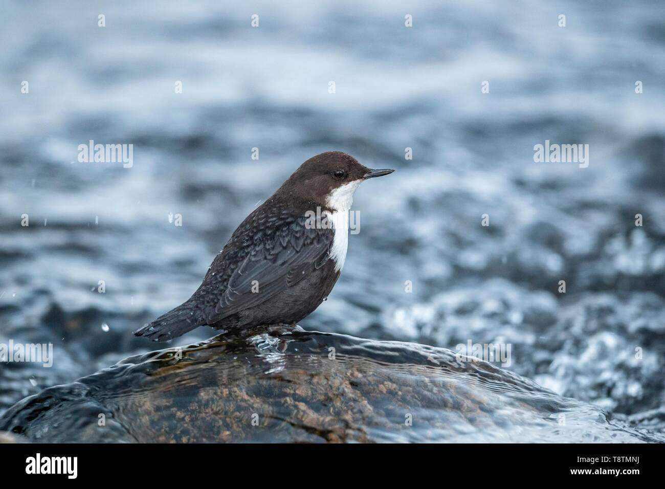 White-throated Dipper (Cinclus cinclus) stands on stone in the river, Lapland, Finland Stock Photo