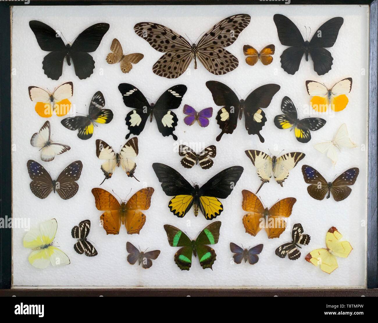 Various tropical butterflies in display case, Kinabalu National Park, Sabah, Borneo, Malaysia Stock Photo