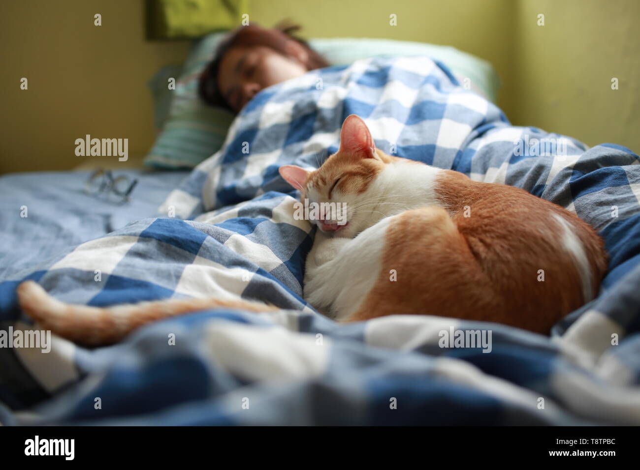 Orange cat napping on bed hires stock photography and images Alamy