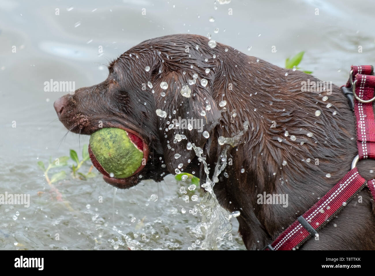 A young chocolate lab loves to splash and play fetch with her ball in the pond. Stock Photo