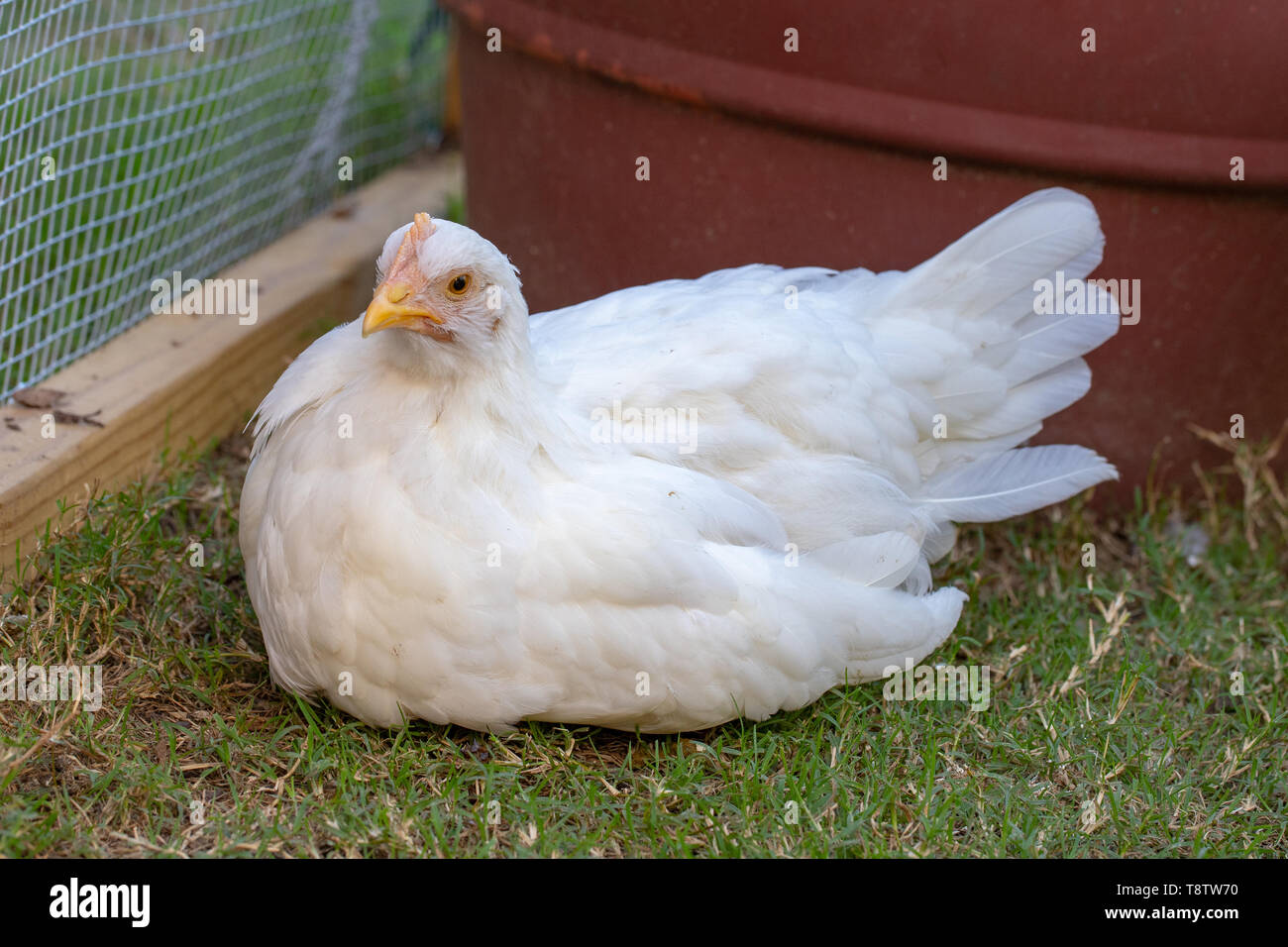 Pullets Stock Photos Pullets Stock Images Alamy
