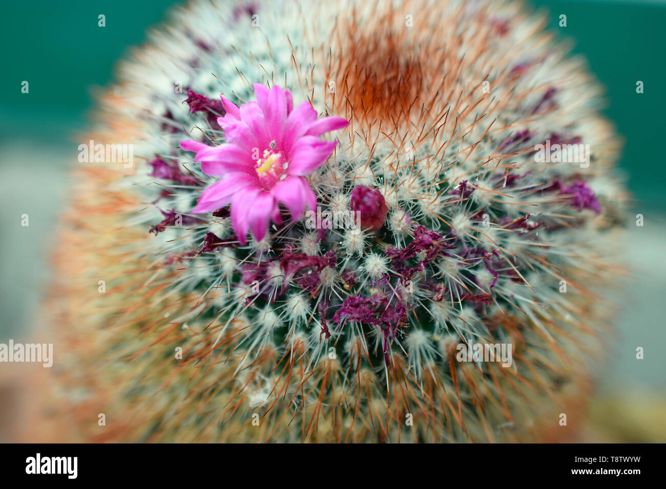 Spiny Pin-Cushion Cactus from Central Mexico Stock Photo
