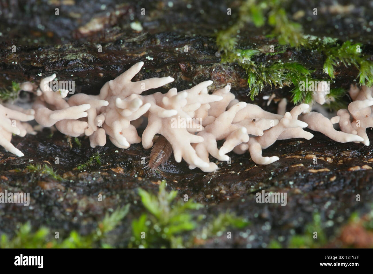 Coral mushroom, Lentaria subcaulescens, growing on a trunk of a massive  oak Stock Photo