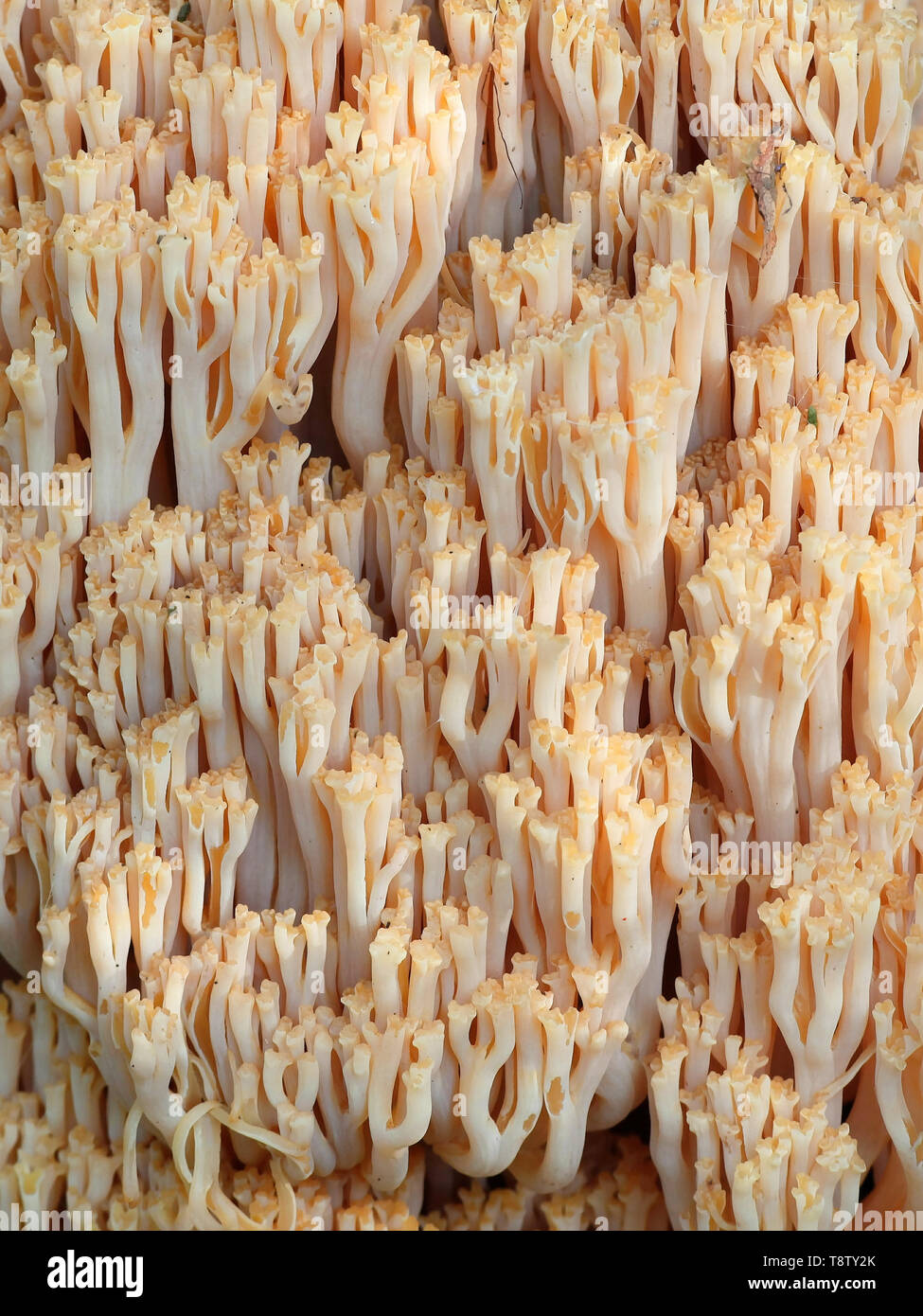Ramaria boreimaxima, a wild coral fungus from Finland with no common english name Stock Photo