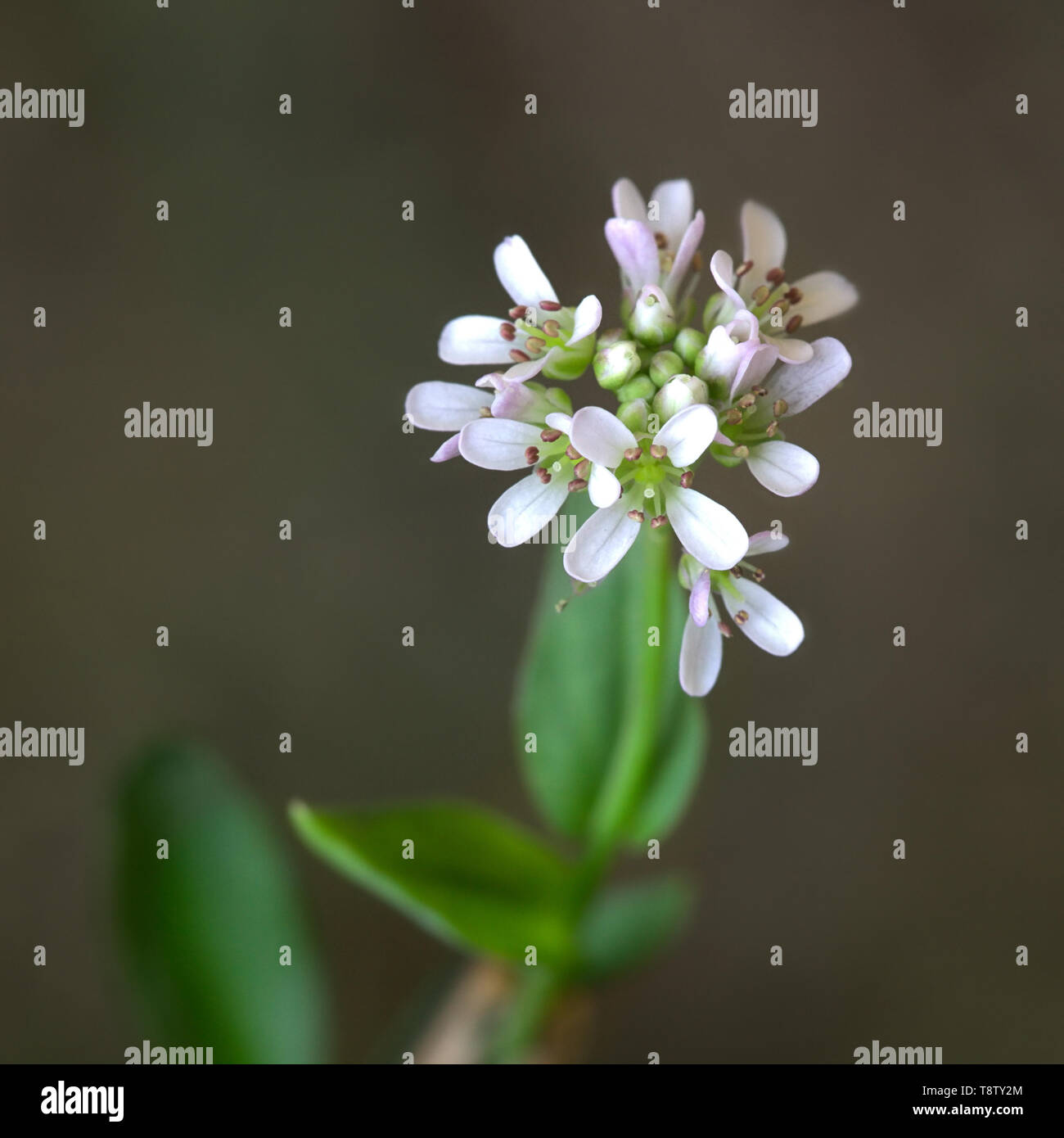 Thlaspi caerulescens, Alpine Penny-cress also known as alpine pennygrass Stock Photo