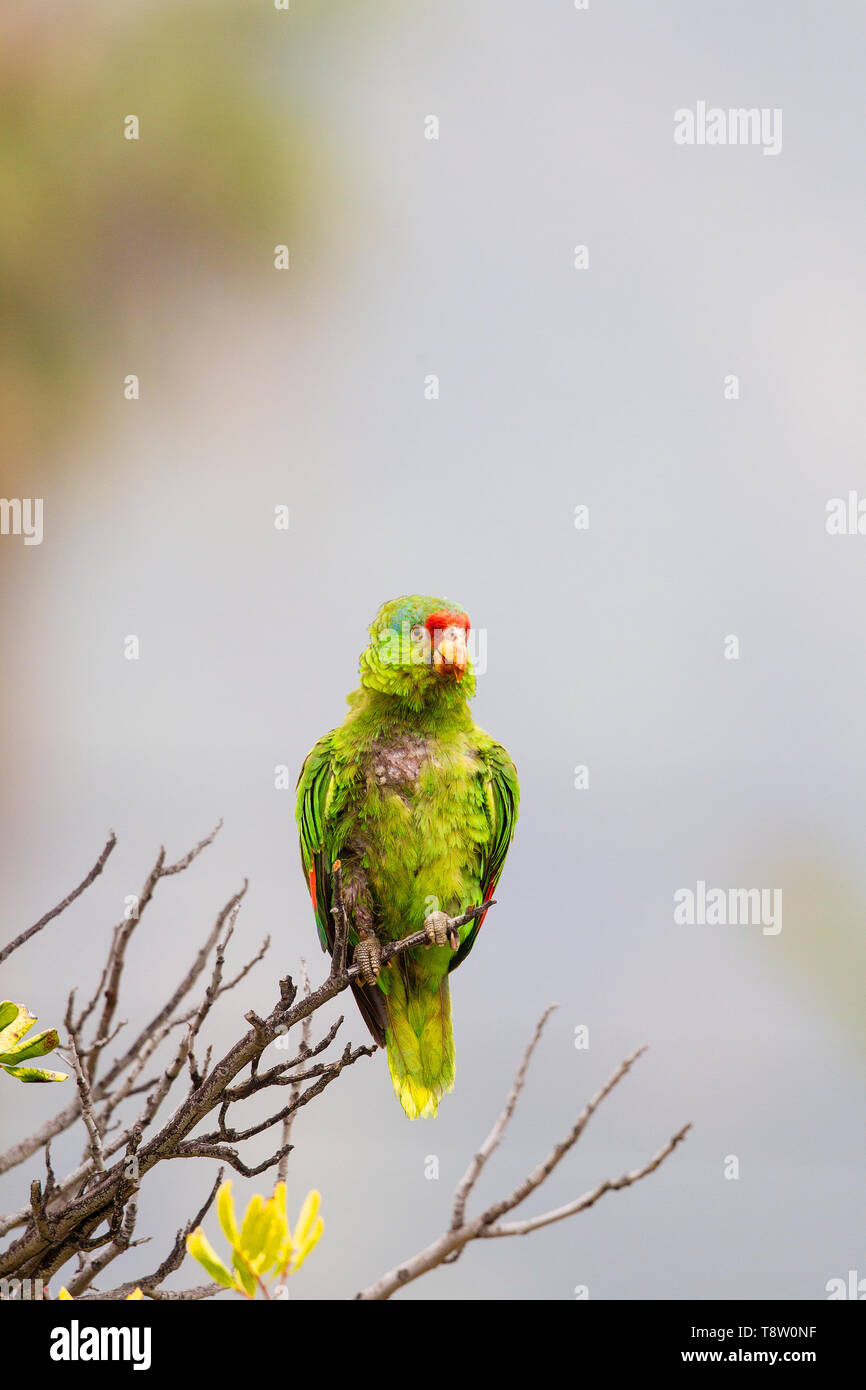Mexican Red headed Parrot Stock Photo - Alamy