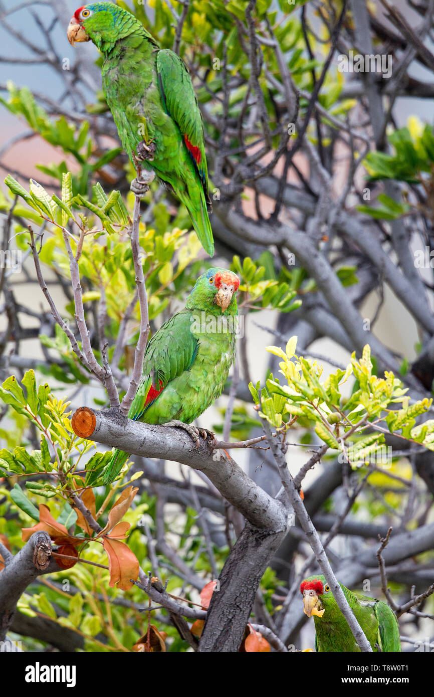 Mexican Red headed Parrot Stock Photo - Alamy