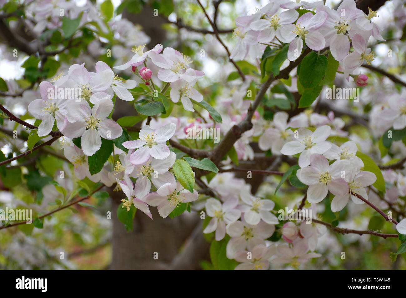 White Cherry Blossom Tree Stock Photo Alamy