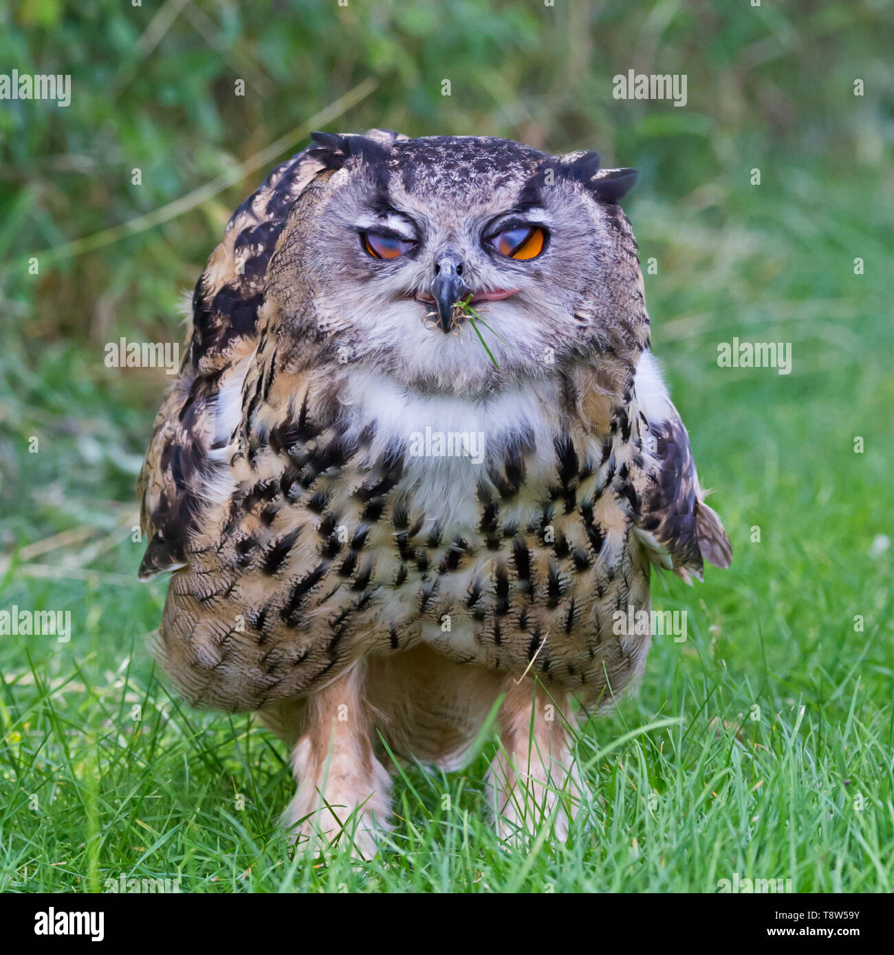 A European Eagle Owl In The Meadows At The Barn Owl Centre Of