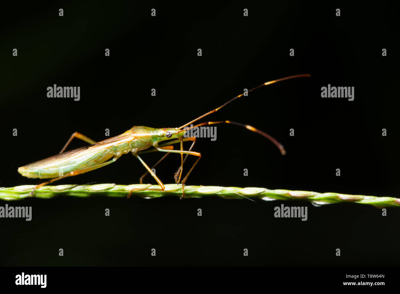 Macro background insect on leaf Stock Photo - Alamy