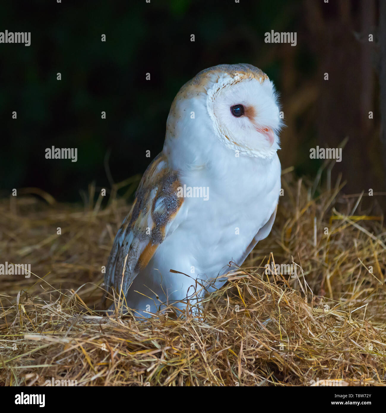 A Common Barn Owl At The Barn Owl Centre Of Gloucestershire