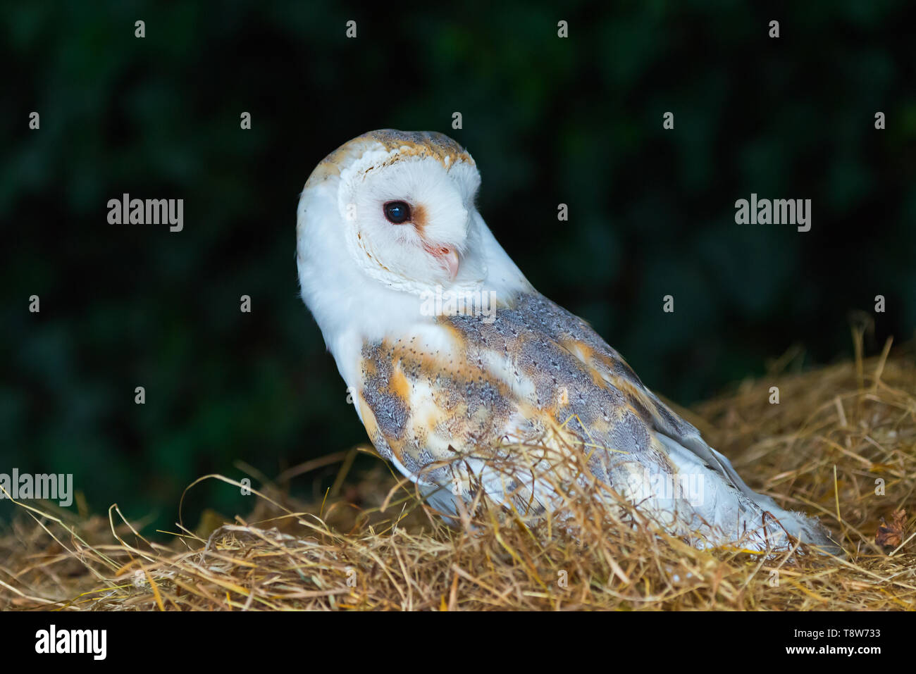 A Common Barn Owl At The Barn Owl Centre Of Gloucestershire