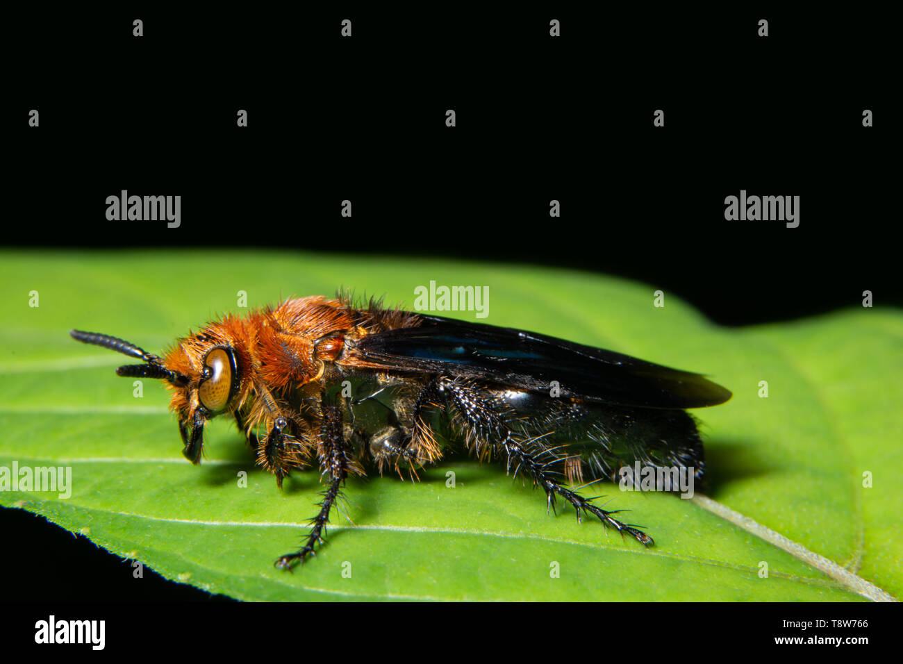 Macro background insect on leaf Stock Photo - Alamy