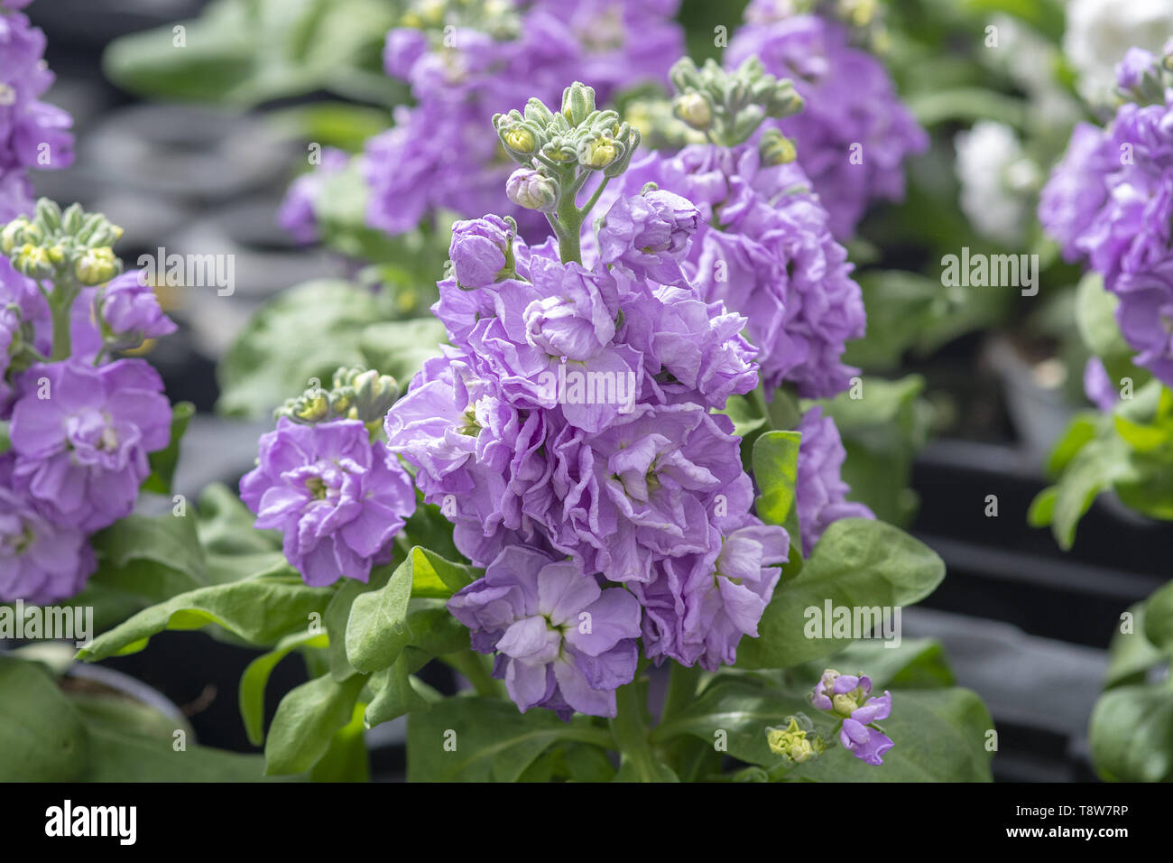 Light purple wallflower Erysimum cheiri closeup with abundant flowers Stock Photo