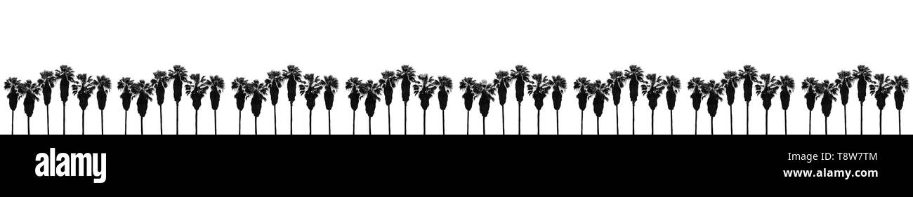 Palm trees in a row with high trunks on white background abstract margin design element. Stock Photo