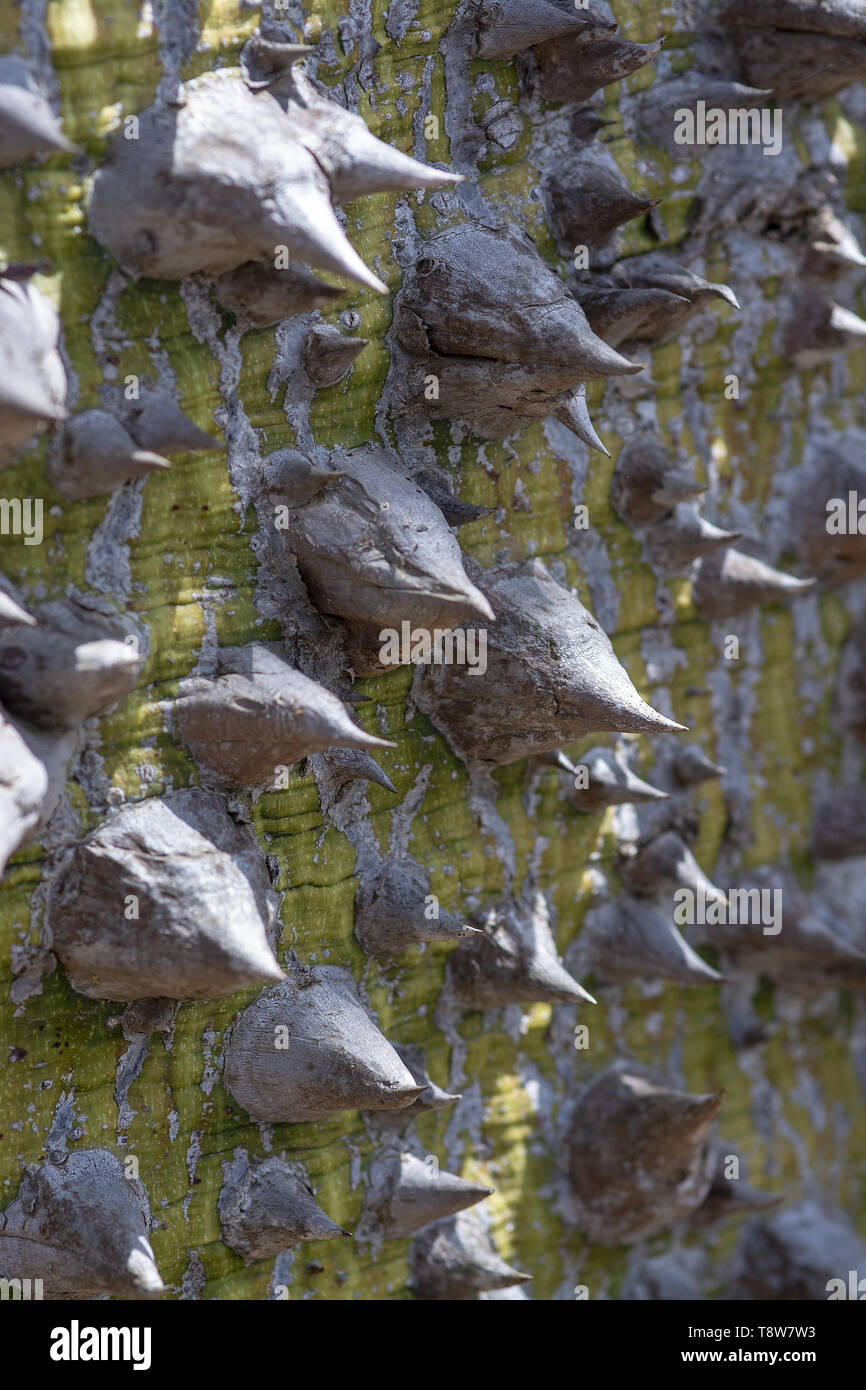 Chorisia tree trunk with aggressively sharp thorns closeup macro photo Stock Photo
