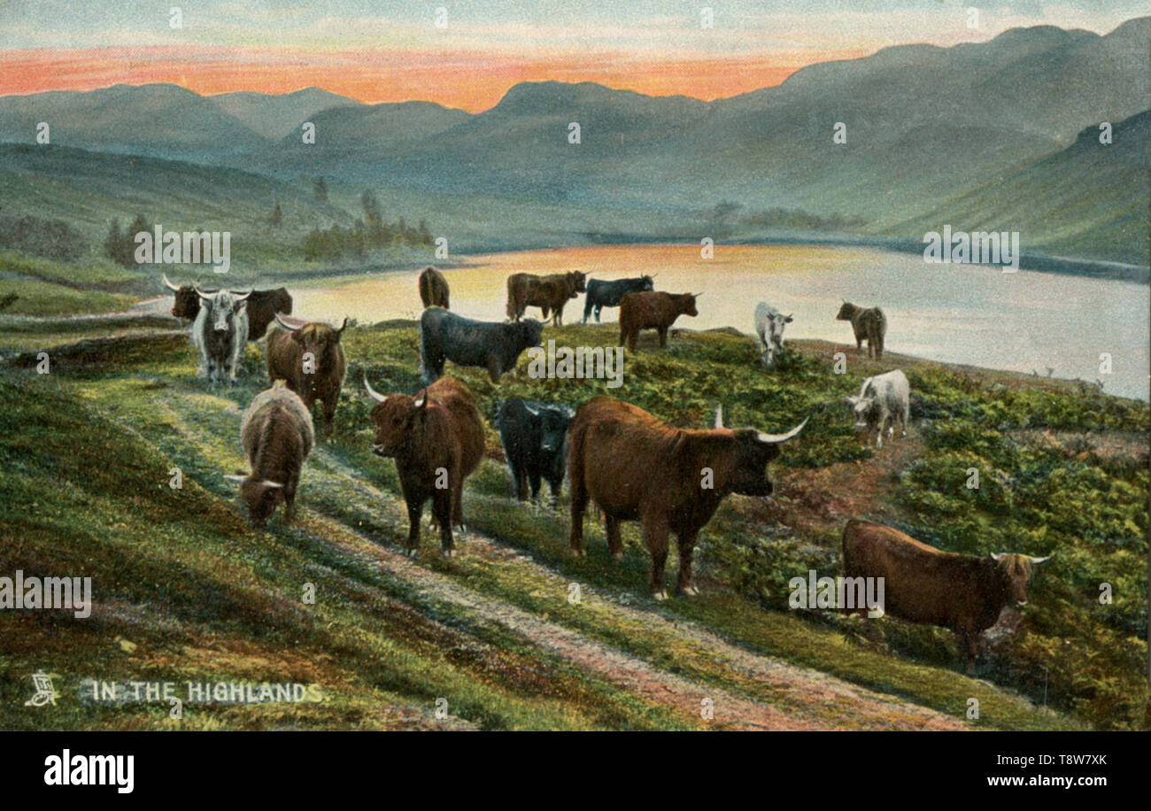 Cattle in the Scottish Highlands ,  (postcard, ) Stock Photo