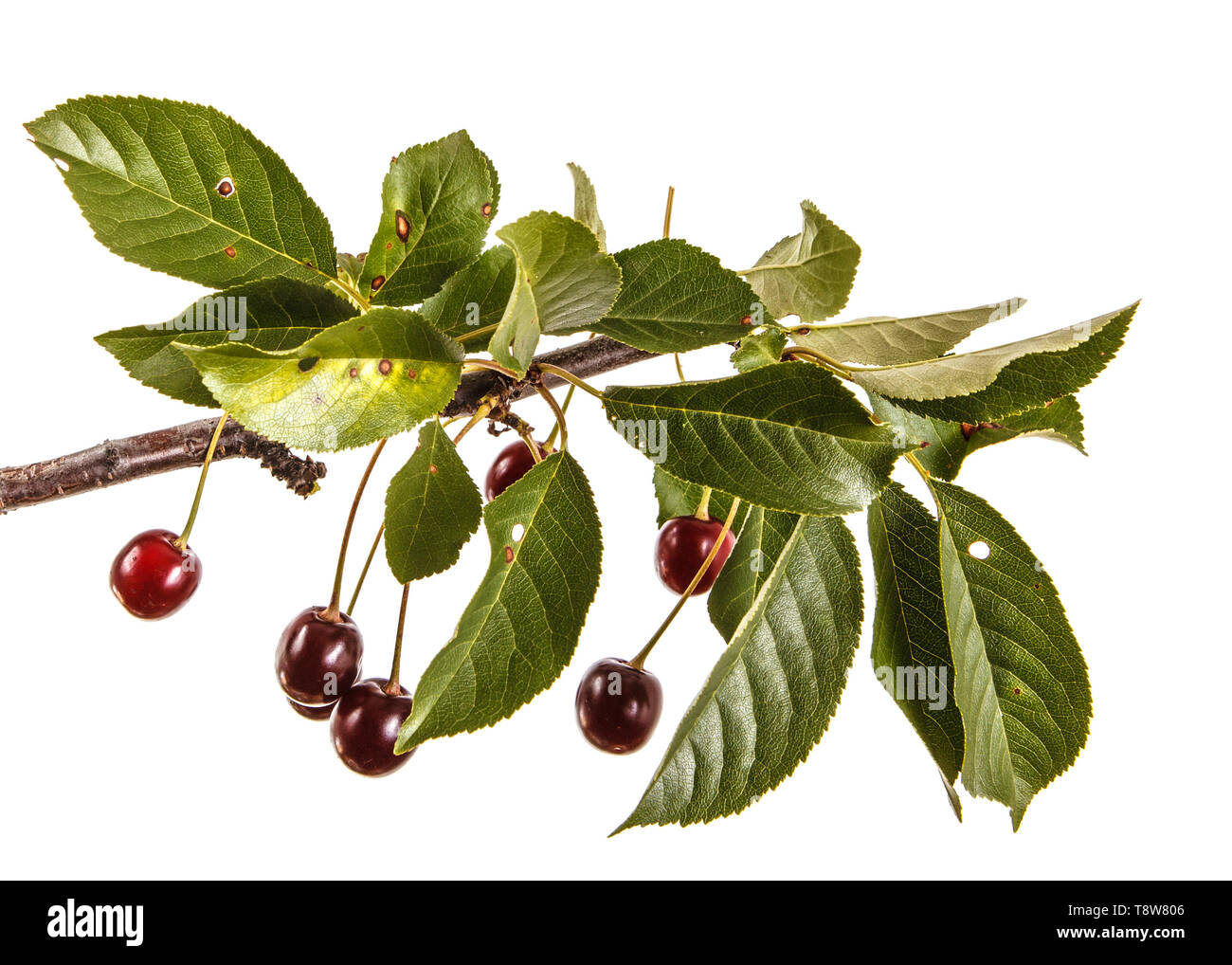 A ripe cherry on a branch. Isolated on white Stock Photo - Alamy