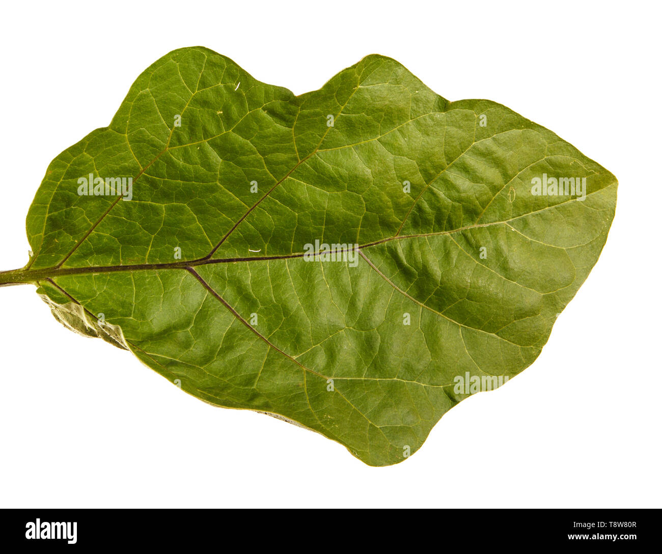 Green leaf of aubergine bush. Isolated on white Stock Photo