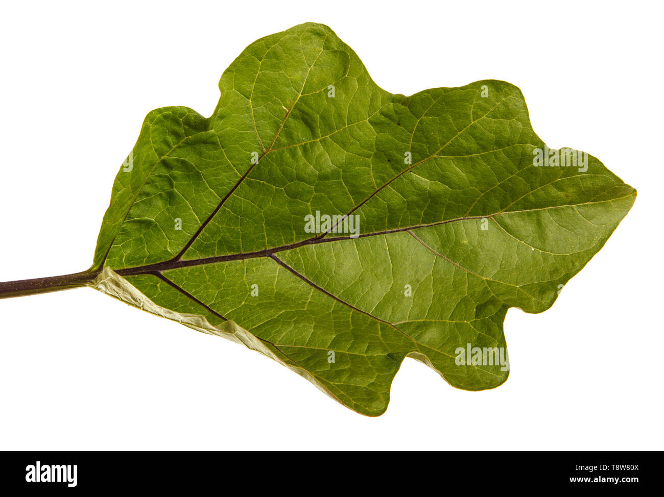 Green leaf of aubergine bush. Isolated on white Stock Photo