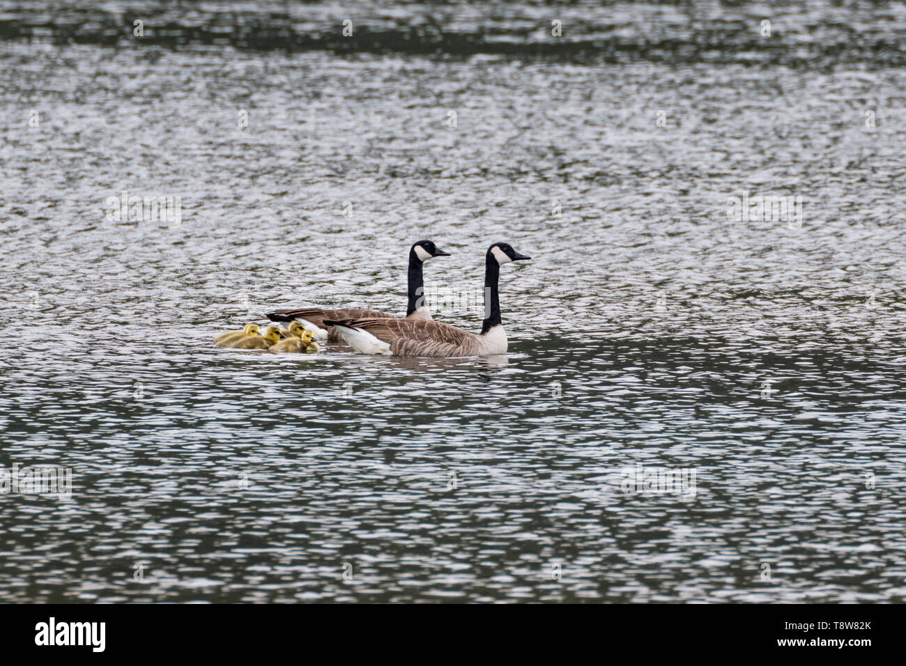 Canada Goose-Bernache du Canada (Branta canadensis), France. Stock Photo