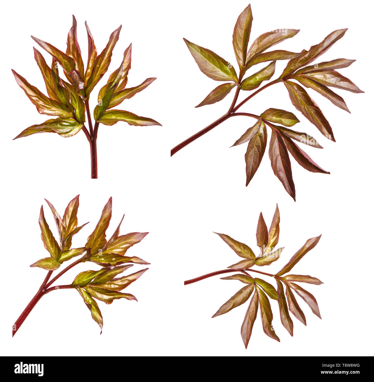 Young leaf peony bush. Isolated on white. Set Stock Photo Alamy
