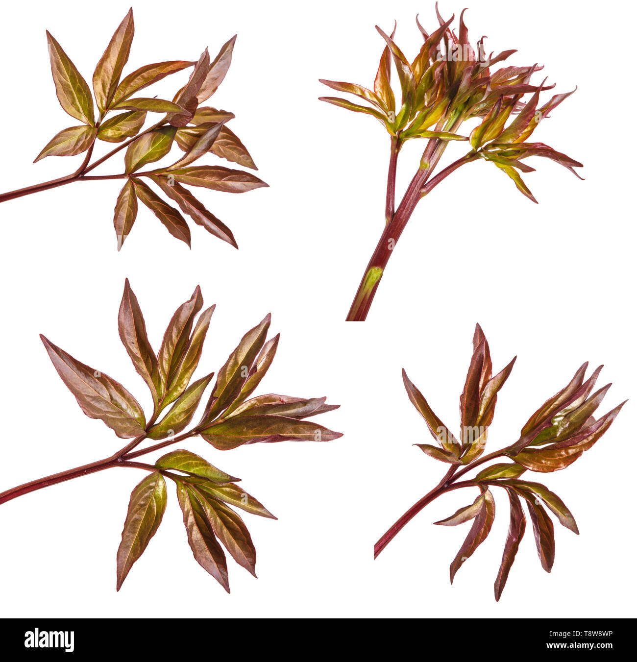 Young leaf peony bush. Isolated on white. Set Stock Photo Alamy