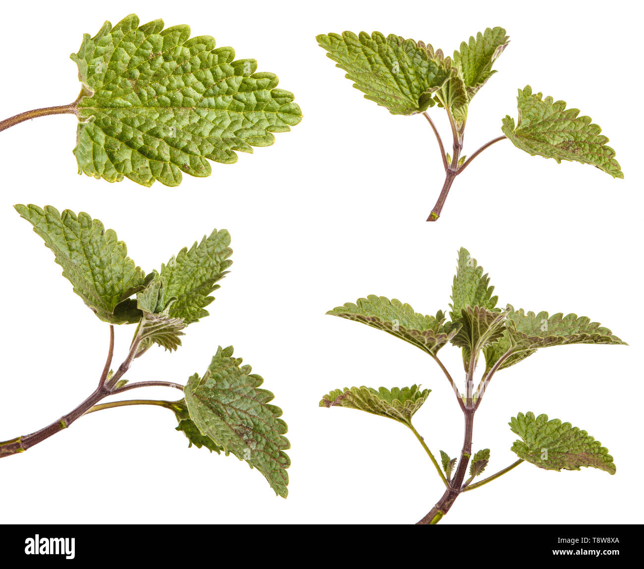 Young mint plant. Isolated on white. Set Stock Photo Alamy