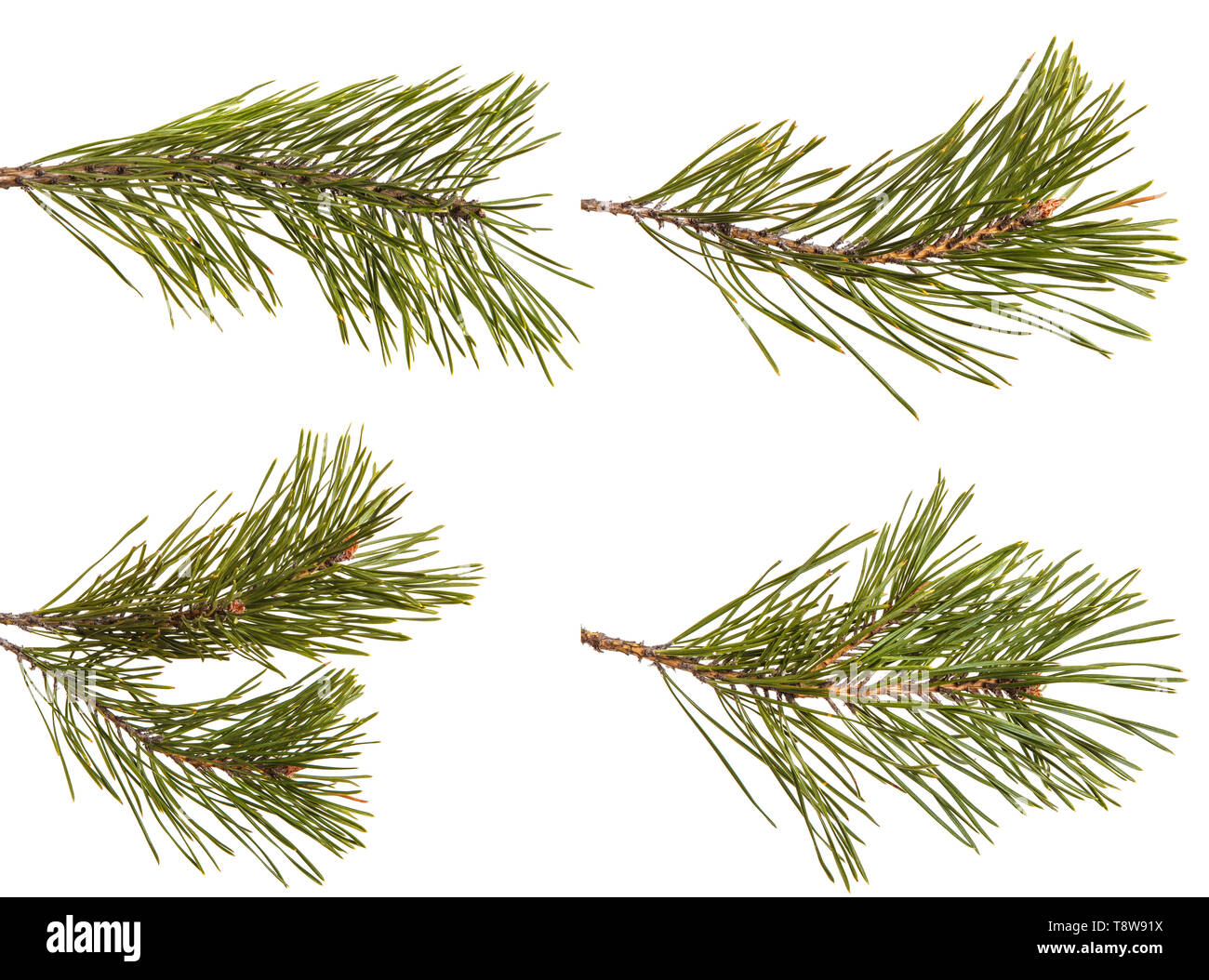 A branch of a pine tree. Isolated on white. Set Stock Photo