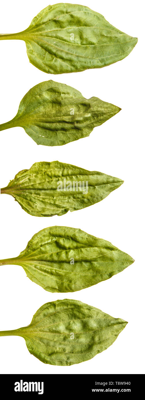 Green leaves of plantain. Isolated on white. Set Stock Photo