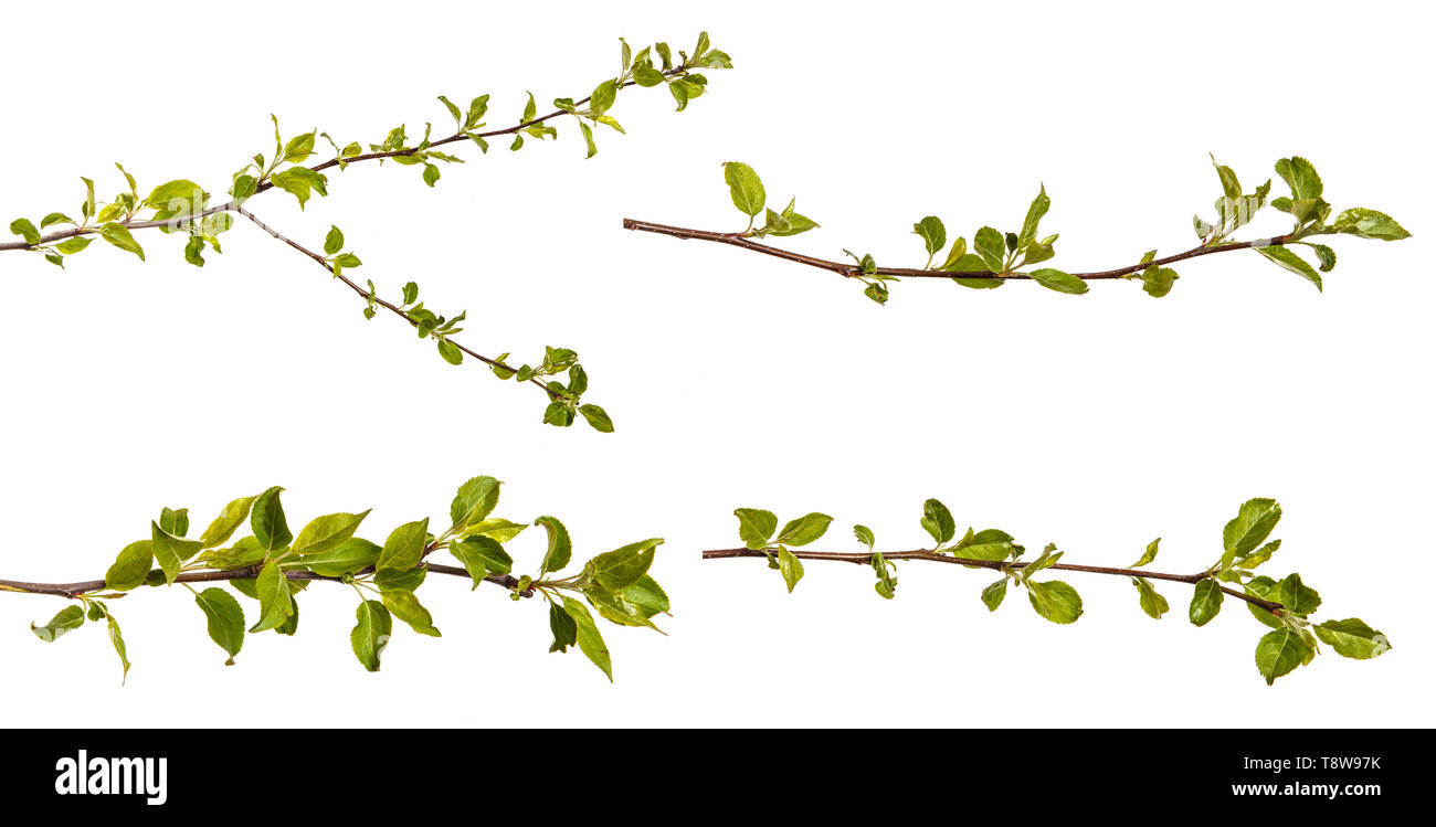 Branch of an apple tree with young green leaves. Isolated on white. Set Stock Photo